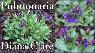 Pulmonaria Diana Clare Lungwort Evergreen Ground cover Spring flowers My Walled Garden 4k [upl. by Ellatsirhc572]