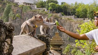 The Bartering Monkeys of Bali  Planet Earth III  BBC Earth [upl. by Ahsinod]