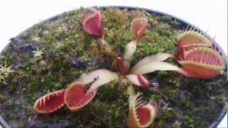 Venus Fly Trap Dionaea Muscipula  Cultivar Cupped Trap [upl. by Salli283]