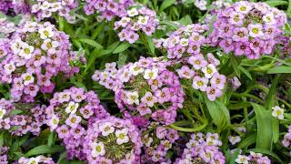 How to Grow Alyssum [upl. by Jayme]