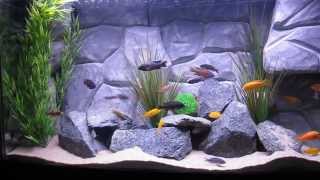 75 Gallon African Cichlids Tank with DIY Background [upl. by Dekow]