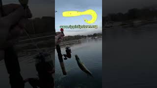 fypシ゚viral fishing crawdaddyadventures freshwaterfish crawdaddyroddhooks rippinlipslures [upl. by Eldred794]