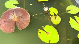 Nymphaea dimorpha syn Nymphaea minuta  nénuphar endémique de Madagascar [upl. by Aenotna]