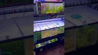 Choosing the Best Aquarium Plant Light [upl. by Astrea25]