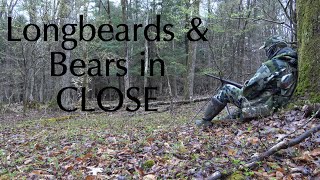 We have Longbeards in CLOSE  PA Opening Day Spring Turkey Hunt [upl. by Oinimreh]