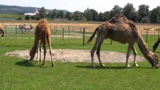 Kamelhof Rotfelden Oberglatt  Camel Farm Switzerland 2014 08 01 [upl. by Rezeile59]