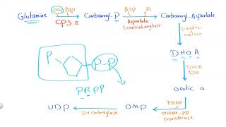 03 Pyrimidine metabolism [upl. by Andrus595]