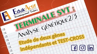 Lanalyse génétique  Terminale Spécialité SVT  Partie 23 Deux gènes indépendants et TestCross [upl. by Nyraf]