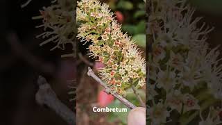 Combretum ovalifolium flowers [upl. by Arde]