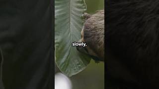 Slow 🦥 But they have secret weapons 🤫 sloth saveanimals cuteanimals facts [upl. by Mayhs]