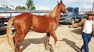 FEIRA DE CAVALOS EM CARUARUPE 30072024 nordeste [upl. by Atiek]