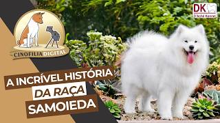 Samoieda  A incrível história da raça  Canil D’Ache Kennel  Cinofilia Digital [upl. by Akirahc]