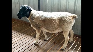 Dorper Sheep SOLD OUT Curi Farm ಕರ್ನಾಟಕದಲ್ಲಿ ಡಾರ್ಪರ್ ಕುರಿ ಮಾರಾಟಕ್ಕಿದೆ [upl. by Sungam]