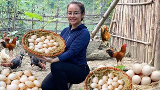 FULL VIDEO 60 Day Harvest chicken eggs make dried fish to sell at the market [upl. by Aivatnuhs63]