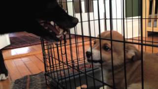 Adorable Corgi puppy growling at dog [upl. by Auria]