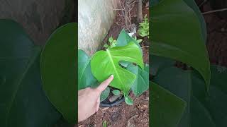 💚Monstera Deliciosa 💚 Se inscreva no canal Deixeojoinha Comente Garden [upl. by Ecidnarb]