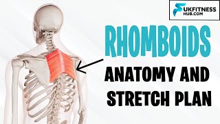 Rhomboid Major and Minor Anatomy and Best Stretches For Tightness Soreness and Upper Back Pain [upl. by Emmott]