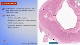 Histology of Corpus luteum  Shotgun Histology [upl. by Emmery366]