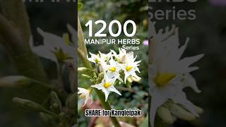 Manipur Herbs  Leipung Khanga [upl. by Accisej]