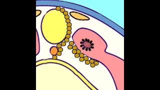 Embryology Somitogenesis Turning Paraxial Mesoderm into Dermatome Myotome and Sclerotome [upl. by Erv698]