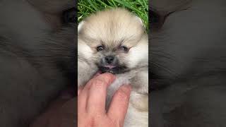 Cutest Dog Breeds puppy  Most Adorable Dogs Puppy doglover dogpuppy cutestbaby [upl. by Ylatfen]