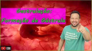 Gastrulação Formação da Gástrula  Embriologia  Aula 5 [upl. by Arlana]