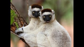 Verreauxs Sifakas having some fun [upl. by Quincey]