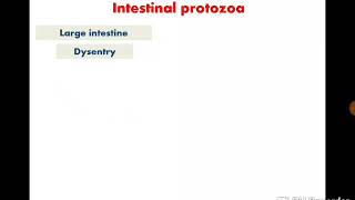 Giardia lamblia dr noha madbouly [upl. by Oneil]