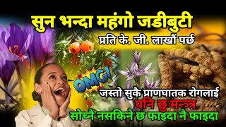 💯 प्राणघातक रोगलाई पनि निको पार्ने जडिबुटी नेपाल मै भेटियो  Nepali Herbs  Medicinal Herbs In Nepal [upl. by Seuqram]