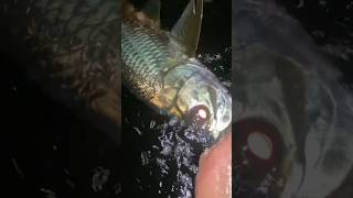 Florida Tarpon on Fly in Miami tarpon [upl. by Nnailuj261]