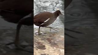 Juvenile Moorhen Walks In Canada Goose Poop  Thornes Park birds avian nature [upl. by Derr]