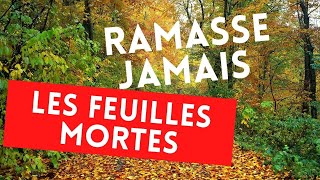 Ne ramasse jamais les feuilles mortes pour les répandres au potager [upl. by Htes534]