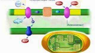 Biologia  Fotossíntese [upl. by Friedlander698]