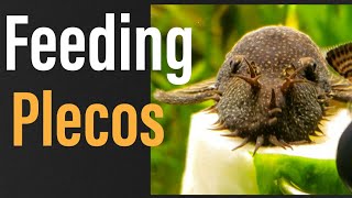 What to Feed Plecos Everything You NEED to Know [upl. by Enrico]