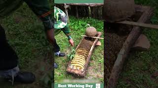 Best working day 2193 The process of removing honeycomb from a beehive in the form of logs [upl. by Irtimid]