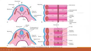 development of vertebral column [upl. by Anastasio373]