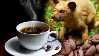 Hayvan Dışkısından Dünyanın En Pahalı Kahvesi  Kopi Luwak [upl. by Bethesde]