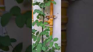 Aprajita plant kaise aur kahan lagayen garden houseplants flowers aprajitaplant shorts [upl. by Enitsirhc]