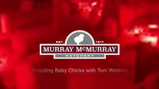 Brooding Baby Chicks with McMurray Hatcherys Tom Watkins [upl. by Malachy]