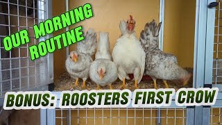 Serama Chicken Wake up  Morning Routine  Funny Roosters First Crow chickens [upl. by Lehrer]