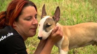 Hundezentrum und Hundesalon Fellwechsel in Meschede stellt sich vor [upl. by Alamak241]