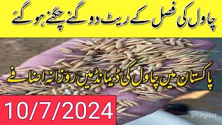 Rice rates updates 1509 new season Rice varaity rates updates in pakistanlocal farmers [upl. by Ettena]