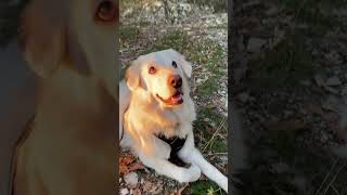 Talking dog  Maremmano che parla inglese [upl. by Englebert303]