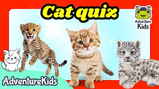 🐯 DO YOU KNOW ALL CATS Take the cat type quiz 🐾 18 Cats 🐆🐈🐅  LEARN ENGLISH WORDS  ADVENTURE KIDS [upl. by Mac223]