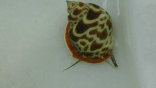 Orange Spot Nassarius Snail [upl. by Yesima]