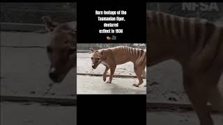 Extinct Tasmanian tiger footage tasmaniantiger extinctanimals animalshorts animalsvideo [upl. by Ellerehc]