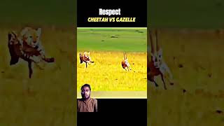 Cheetah Vs Gazelle animals cheetah wildlife tiger wildanimals viralvideo respect viralshorts [upl. by Nnagem]