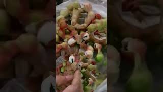 MANILA TAMARINDCAMACHILE FRUIT sweet healthy shortvideo short [upl. by Aiym784]