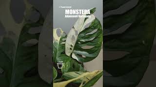 Monsteras Adansonii Mint Obliqua Peru Adansonii Variegata  Монстеры Минт Перу Вариегата [upl. by Bendicty]