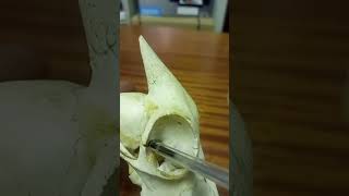 ANATOMY OF THE SPHENOID BONE OF THE GOAT [upl. by Loy]